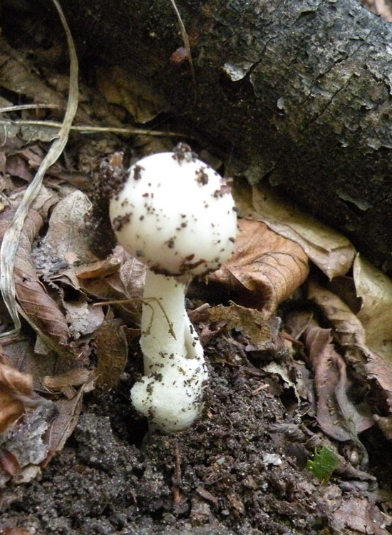 Amanita vaginata?